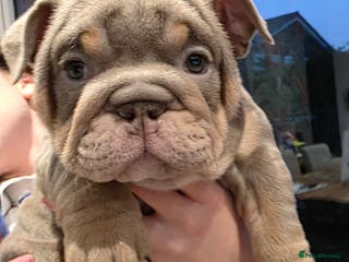 English Bulldog dogs Lilac/tan/white English Bulldogs. 2 remaining. - Advert 16