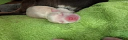 Mixed Breed dogs for sale: Gorgeous Chipin x Pomeranian female - Advert 8