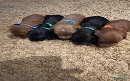 Cockapoo dogs for sale: Cockapoos puppies  - Image 9