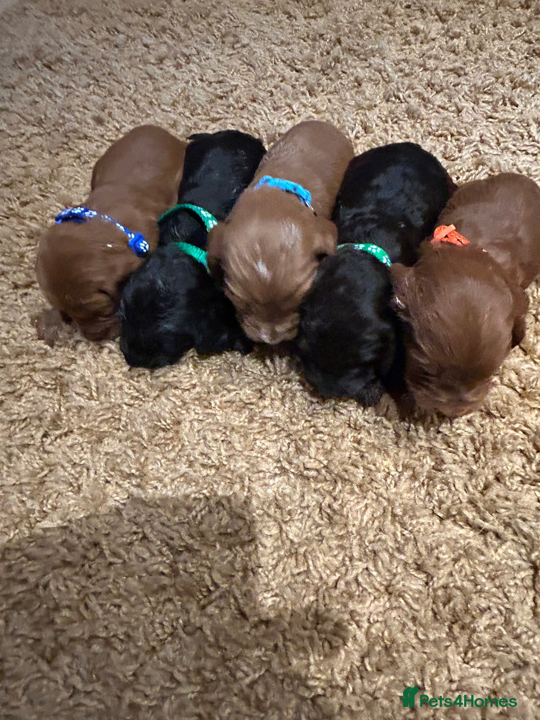 Cockapoo dogs for sale: Cockapoos puppies  - Image 9