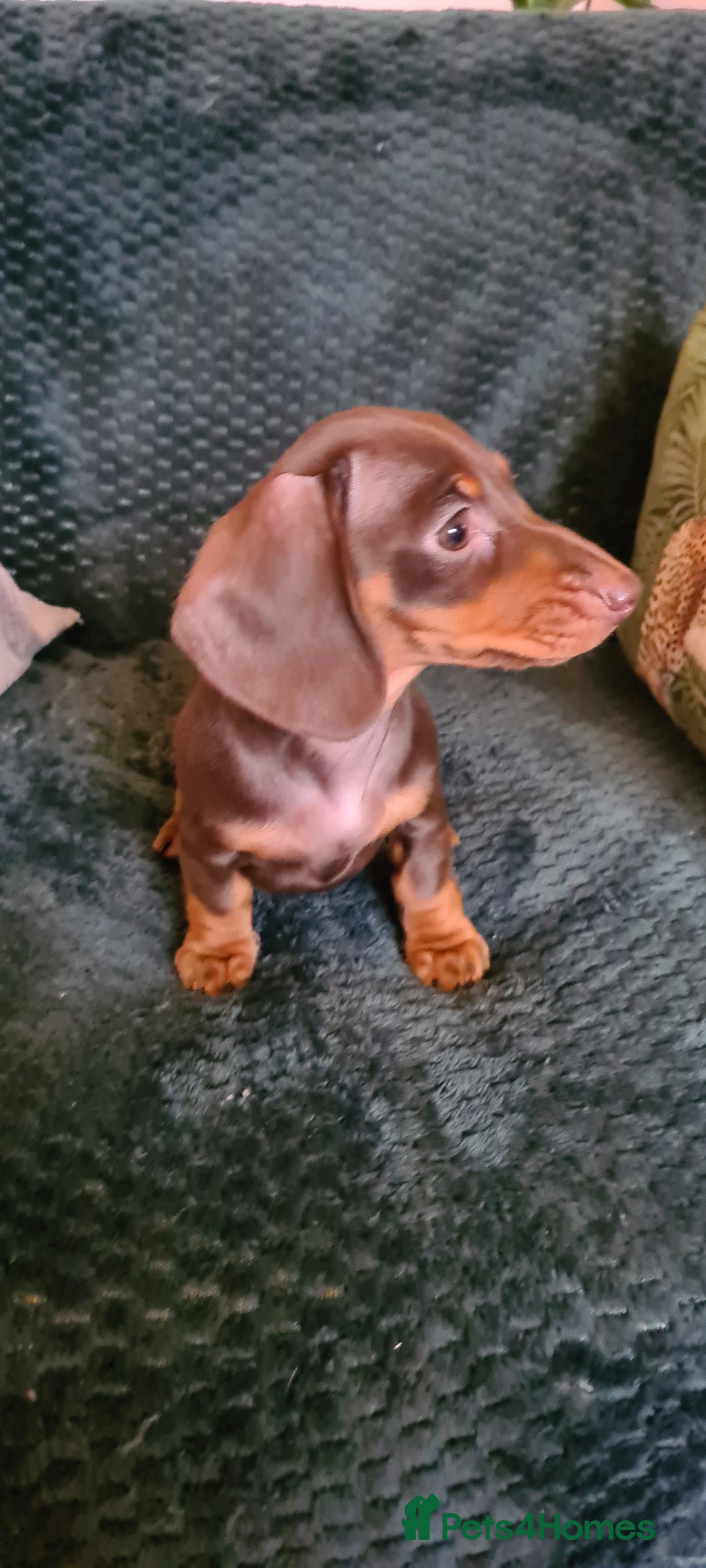 Miniature Dachshund dogs for sale: Last female kc reg choc and tan smooth haired - Advert 4