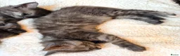 Maine Coon cats for sale: Stunning Fluffy Maine Coons - Advert 8