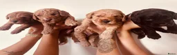 Cockapoo dogs for sale: Beautiful miniature F2 cockapoos - Advert 10