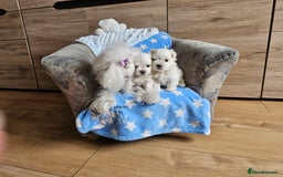 Maltese dogs for sale: KC Korean Maltese Terrier Puppies - Image 25