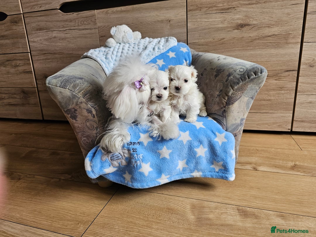 Maltese dogs for sale: KC Korean Maltese Terrier Puppies - Image 25