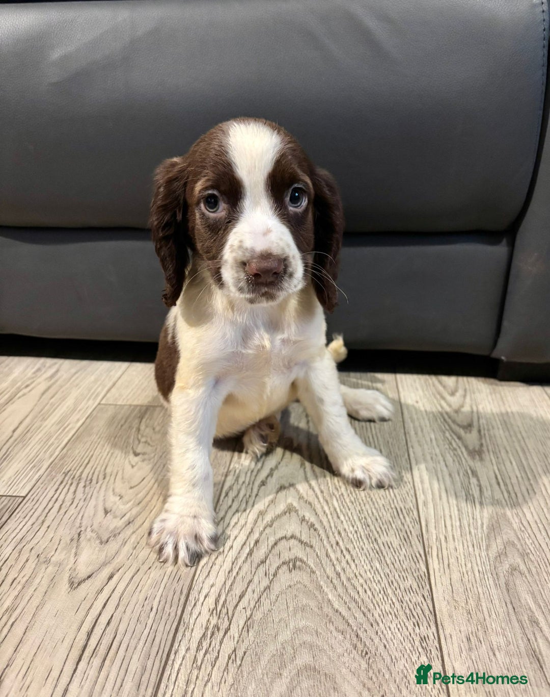Cocker Spaniel dogs for sale: Cocker Spaniel Puppies Ready Now - Image 12
