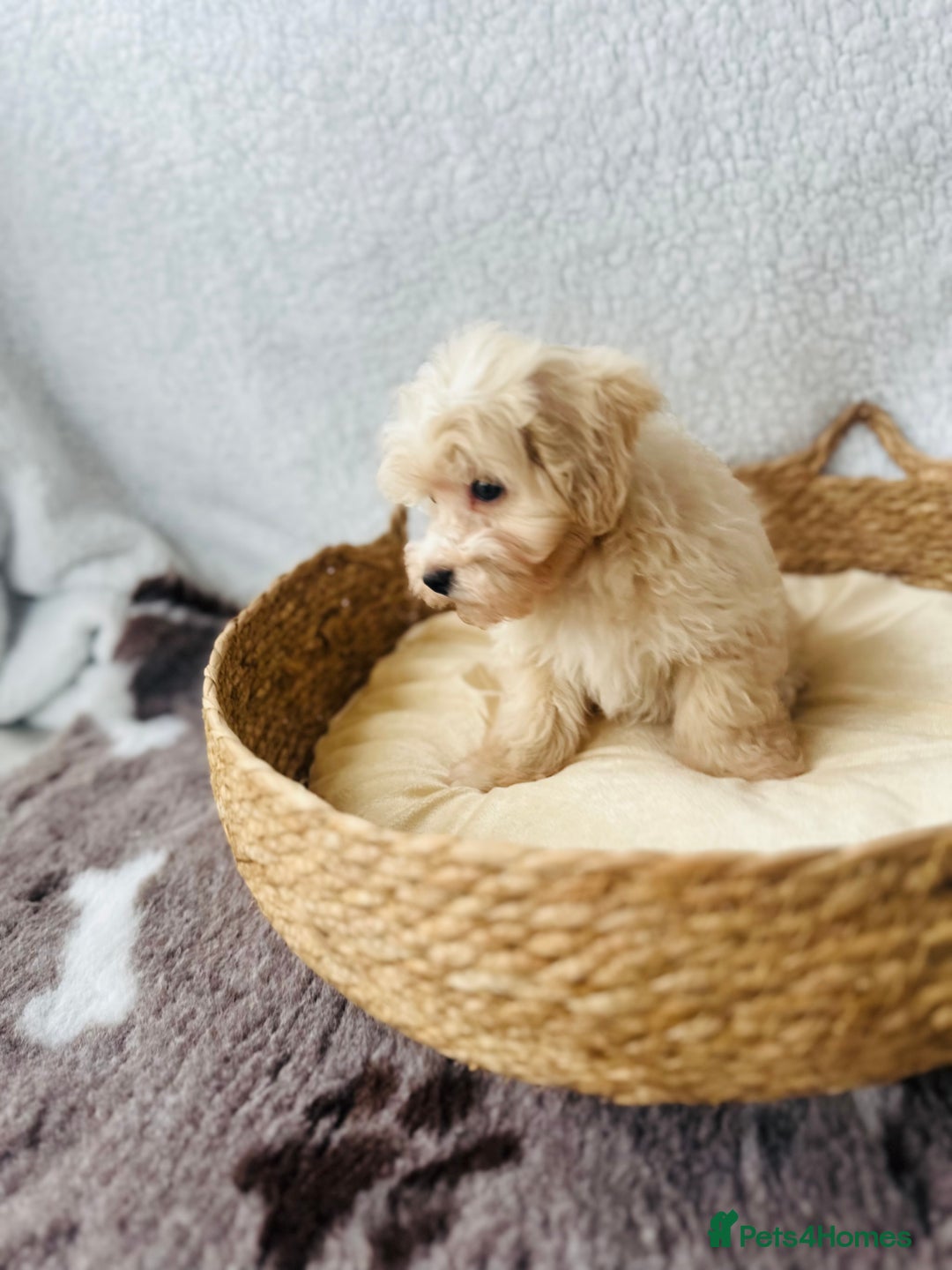 Maltipoo dogs for sale: F1 Toy Maltipoo puppys   - Image 39