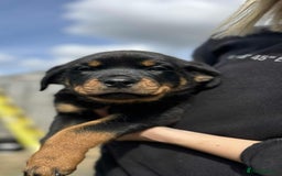 Rottweiler dogs for sale: Rottweiler puppies  - Image 18
