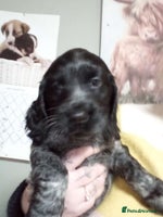 Cocker Spaniel dogs 1 beautiful roan cocker spaniel left ready - Advert 4