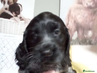 Cocker Spaniel dogs 1 beautiful roan cocker spaniel left ready - Advert 6