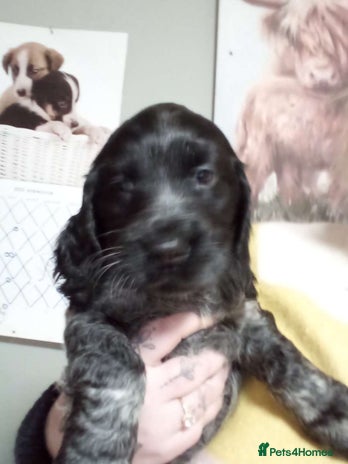 Cocker Spaniel dogs 1 beautiful roan cocker spaniel left ready - Advert 3