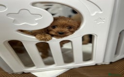 Cavapoo dogs for sale: Cavapoos  - Image 8