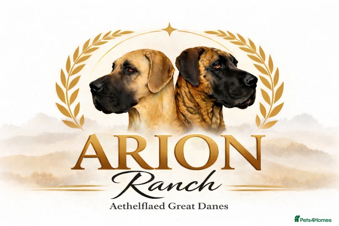 Great Dane dogs for sale: WAITING LIST NOW OPEN. FIRST COME, FIRST SERVED. - Advert 2