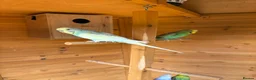 Budgerigars birds for sale: Avairy with budgies and finches in Gainsborough - Advert 1