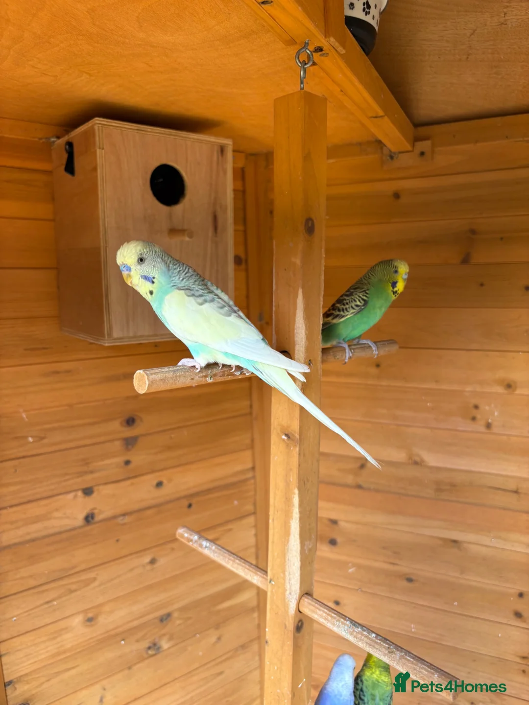 Budgerigars birds for sale: Avairy with budgies and finches in Gainsborough - Advert 1