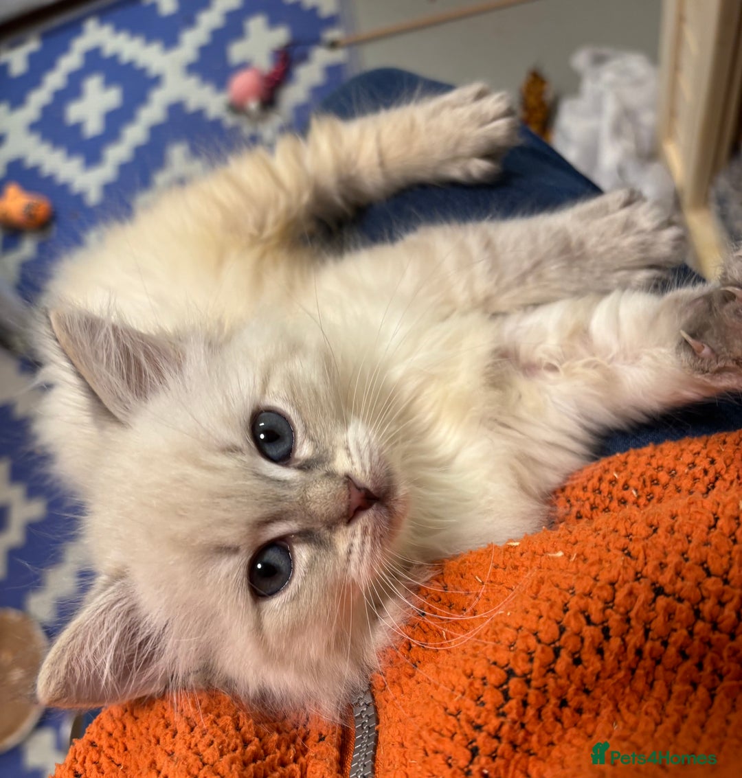 Siberian cats for sale: Tica registered kittens - Image 11