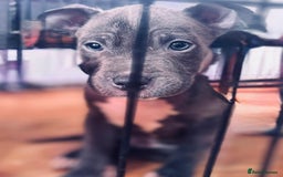 American Bull Staffy dogs for sale: American Blue Staff Pups For Sale. - Image 3