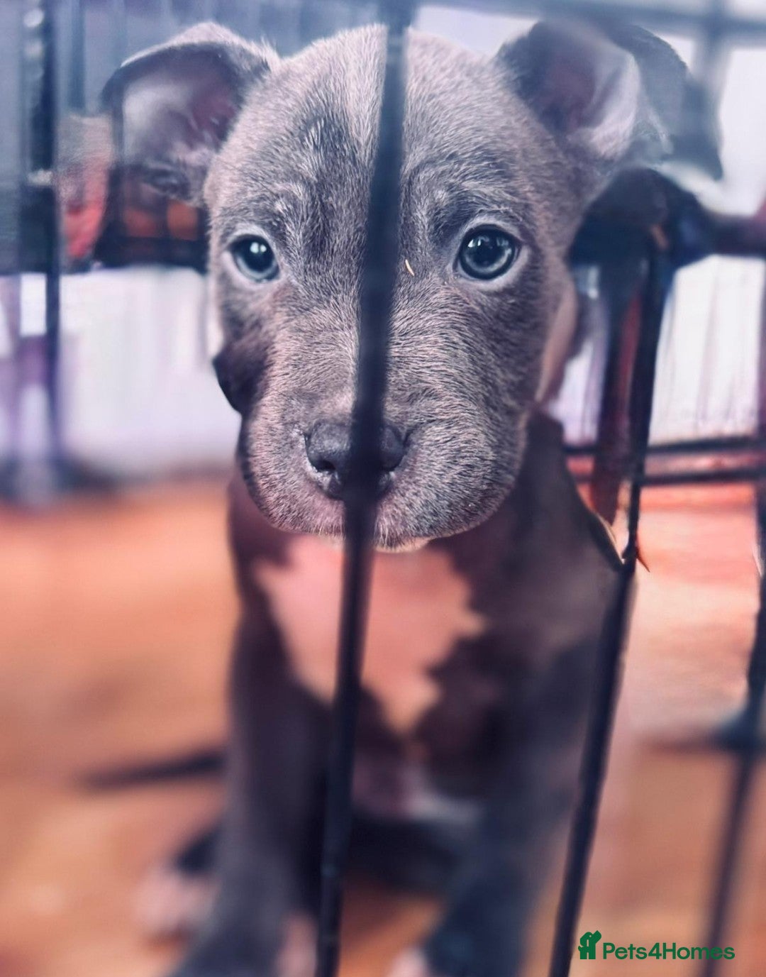 American Bull Staffy dogs for sale: American Blue Staff Pups For Sale. - Image 3