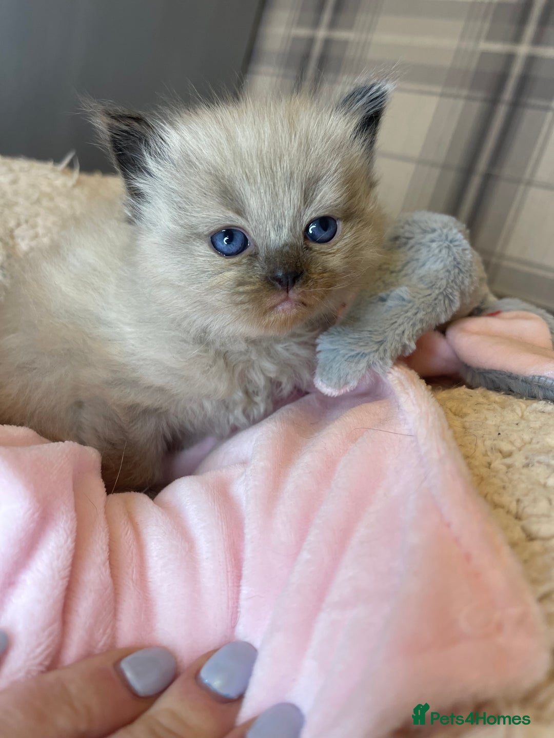 Ragdoll cats for sale: Pedigree Cherubim Ragdoll Kittens💫 - Image 15