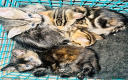 Mixed Breed cats for sale: Calico/tabby kittens  - Image 6