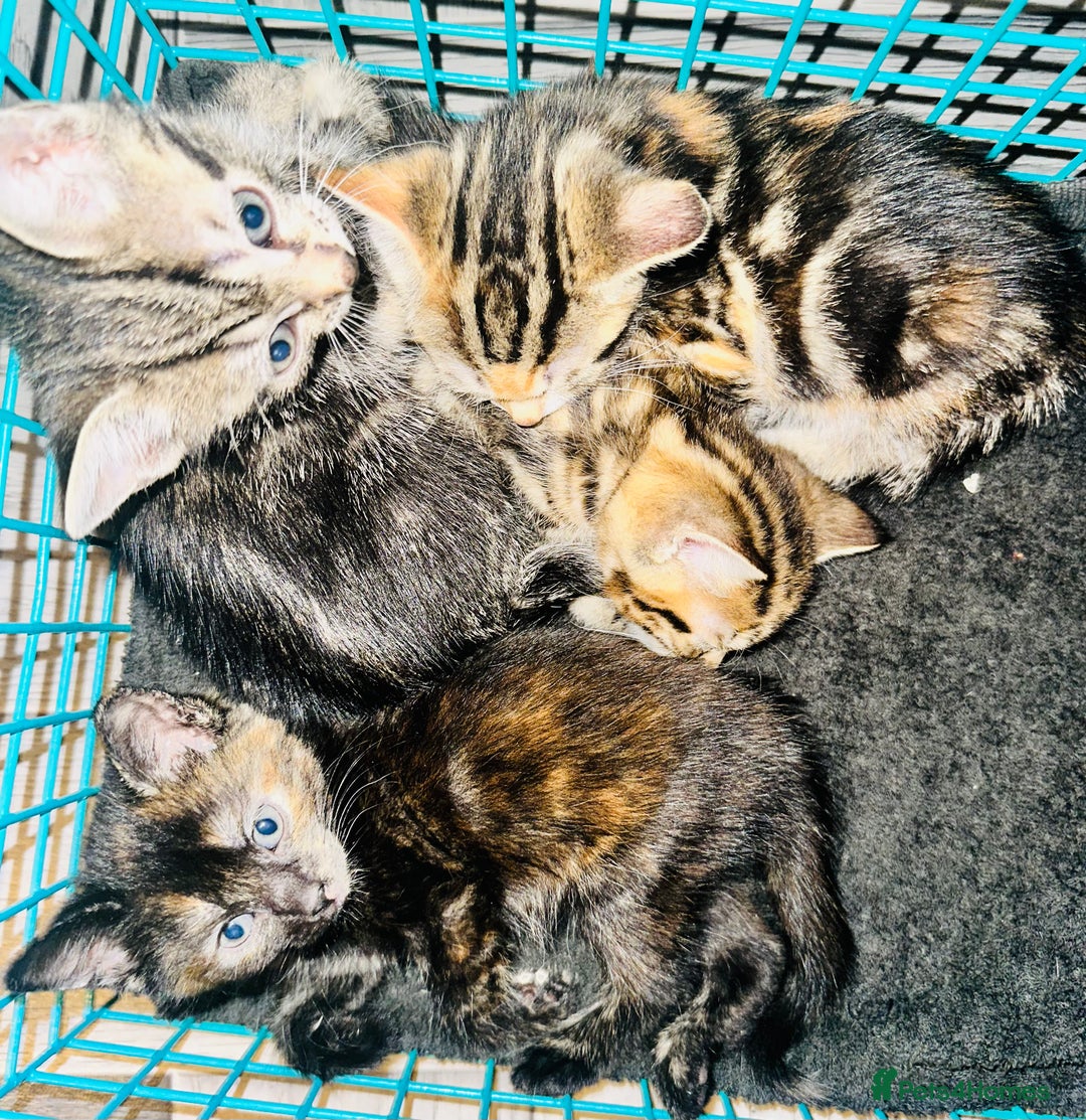 Mixed Breed cats for sale: Calico/tabby kittens  - Image 6