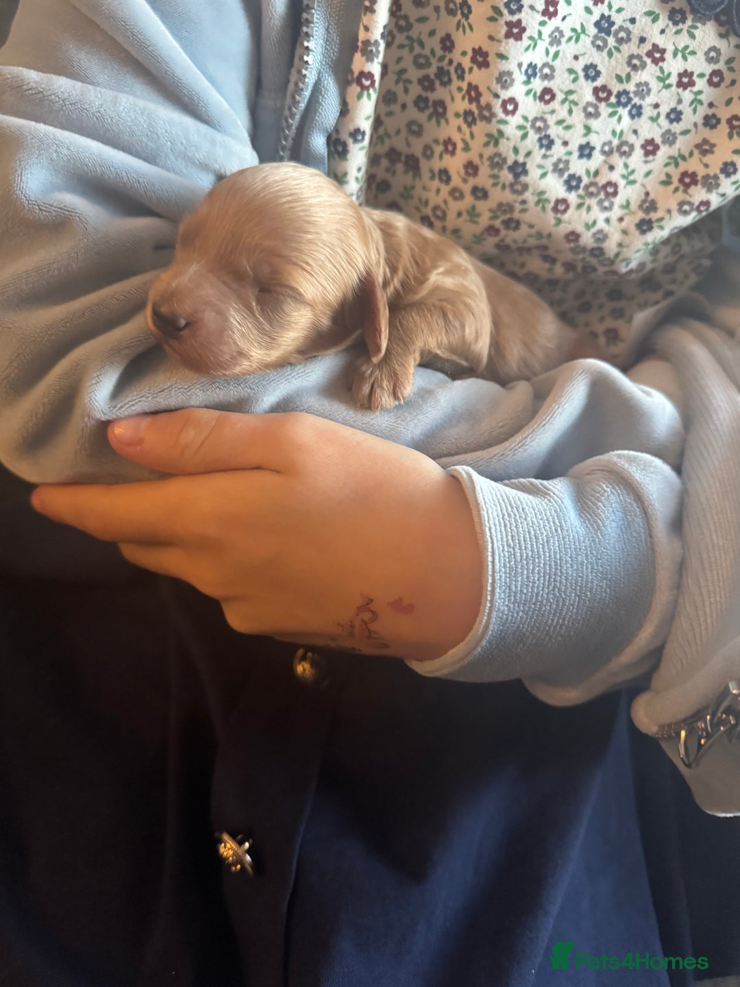 Cockapoo dogs for sale: Beautiful F1b cockapoos  - Advert 10