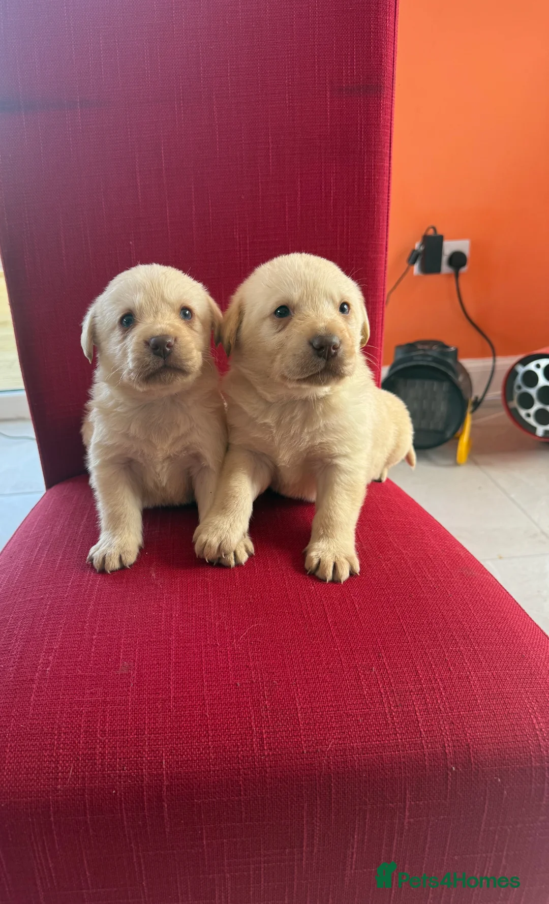 Labrador Retriever dogs for sale: adorable labradors in Strathaven - Advert 4