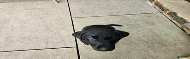 Labrador Retriever Puppy 2