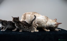 Bengal cats for sale: Gorgeous kittens, Wild-Patterned, Stunning Looks - Image 26