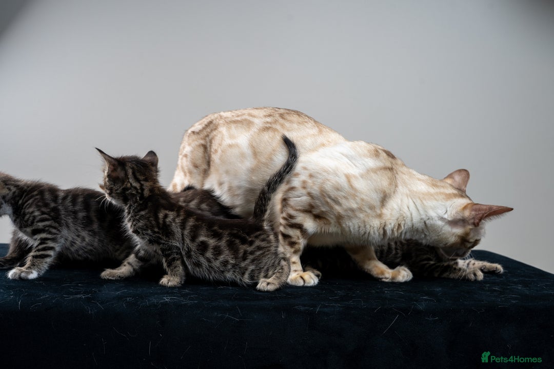 Bengal cats for sale: Gorgeous kittens, Wild-Patterned, Stunning Looks - Image 26