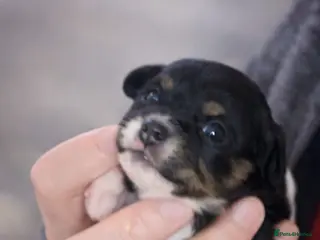 Cavapoo dogs STUNNING Tri colour Toy cavapoo puppy - Advert 2