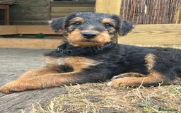 Airedale Terrier dogs for sale: Well bred, balanced litter. Quick learners. - Image 8
