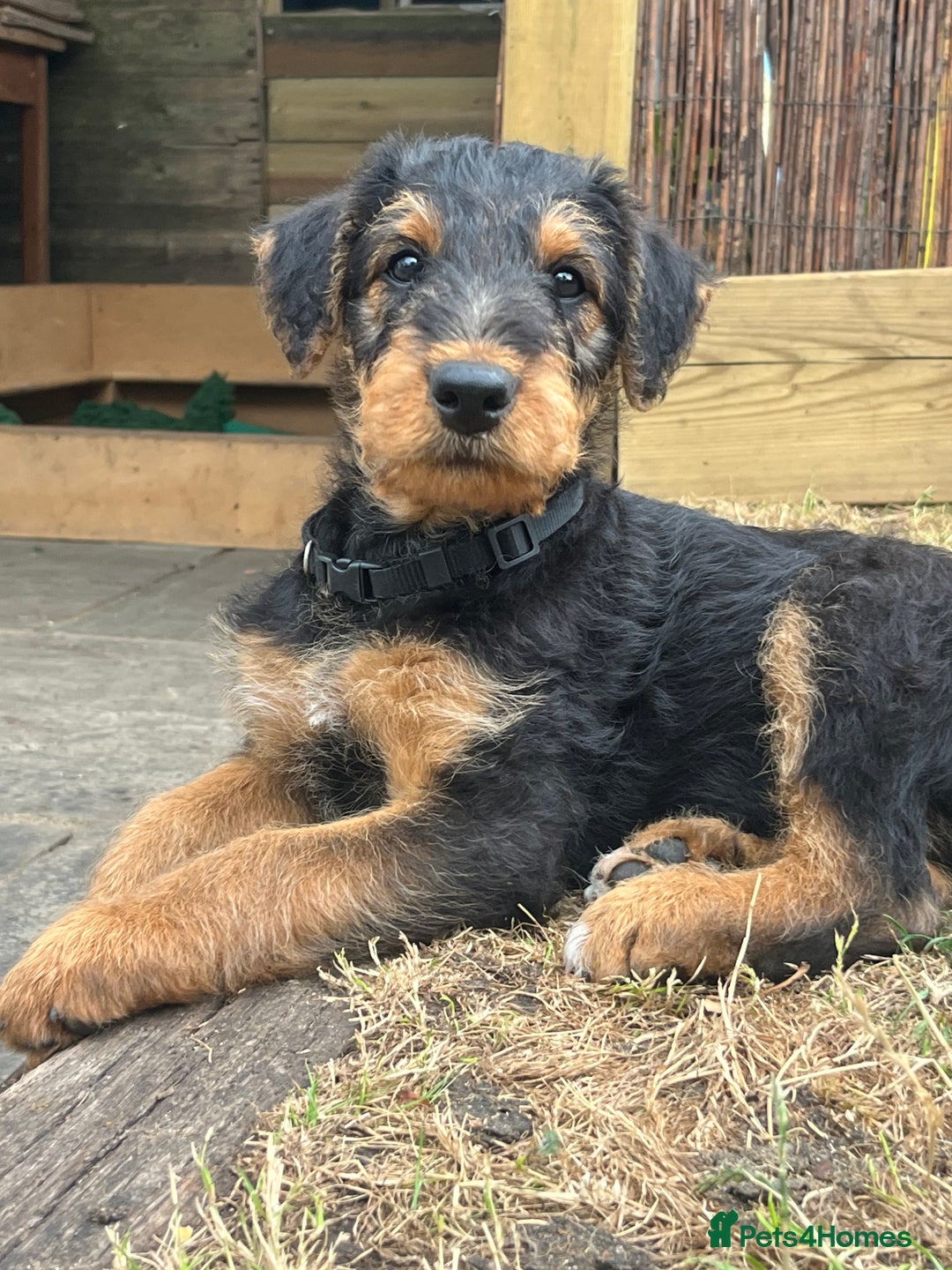 Airedale Terrier dogs for sale: Well bred, balanced litter. Quick learners. - Image 8