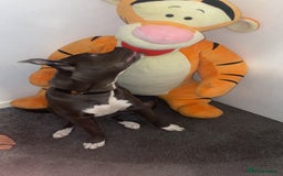 Mixed Breed dogs for sale: Staff x cane corso  - Image 6