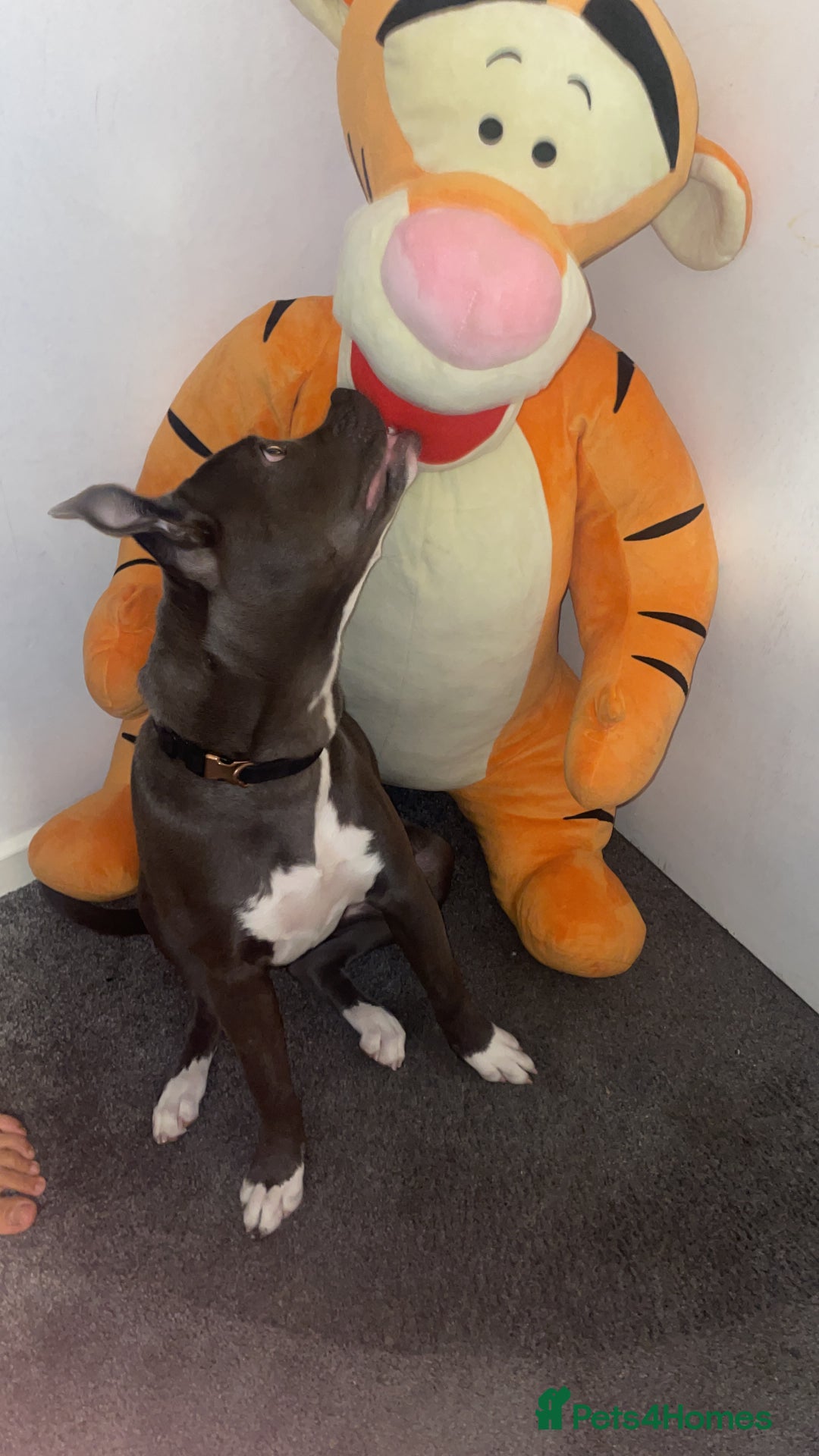Mixed Breed dogs for sale: Staff x cane corso  - Image 6