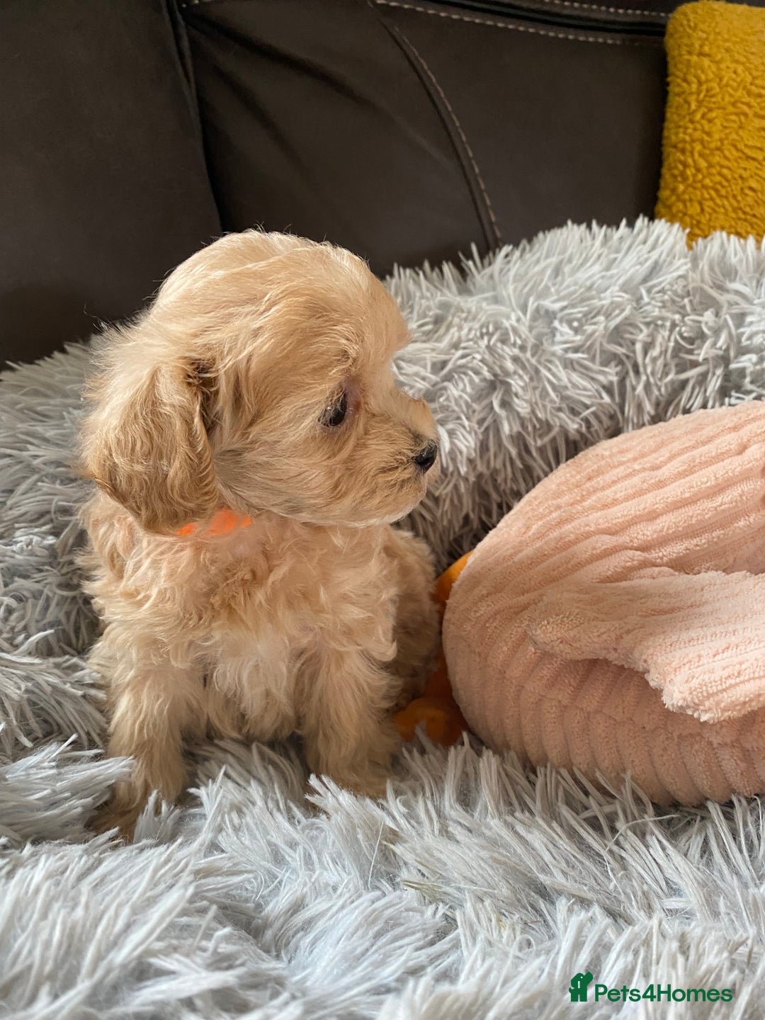 Maltipoo dogs for sale: Tiny Maltipoo Puppies - Image 2