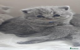 British Shorthair cats for sale: GCCF British Shorthair Kittens Champion - Image 3