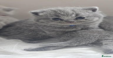 British Shorthair cats - Advert 11