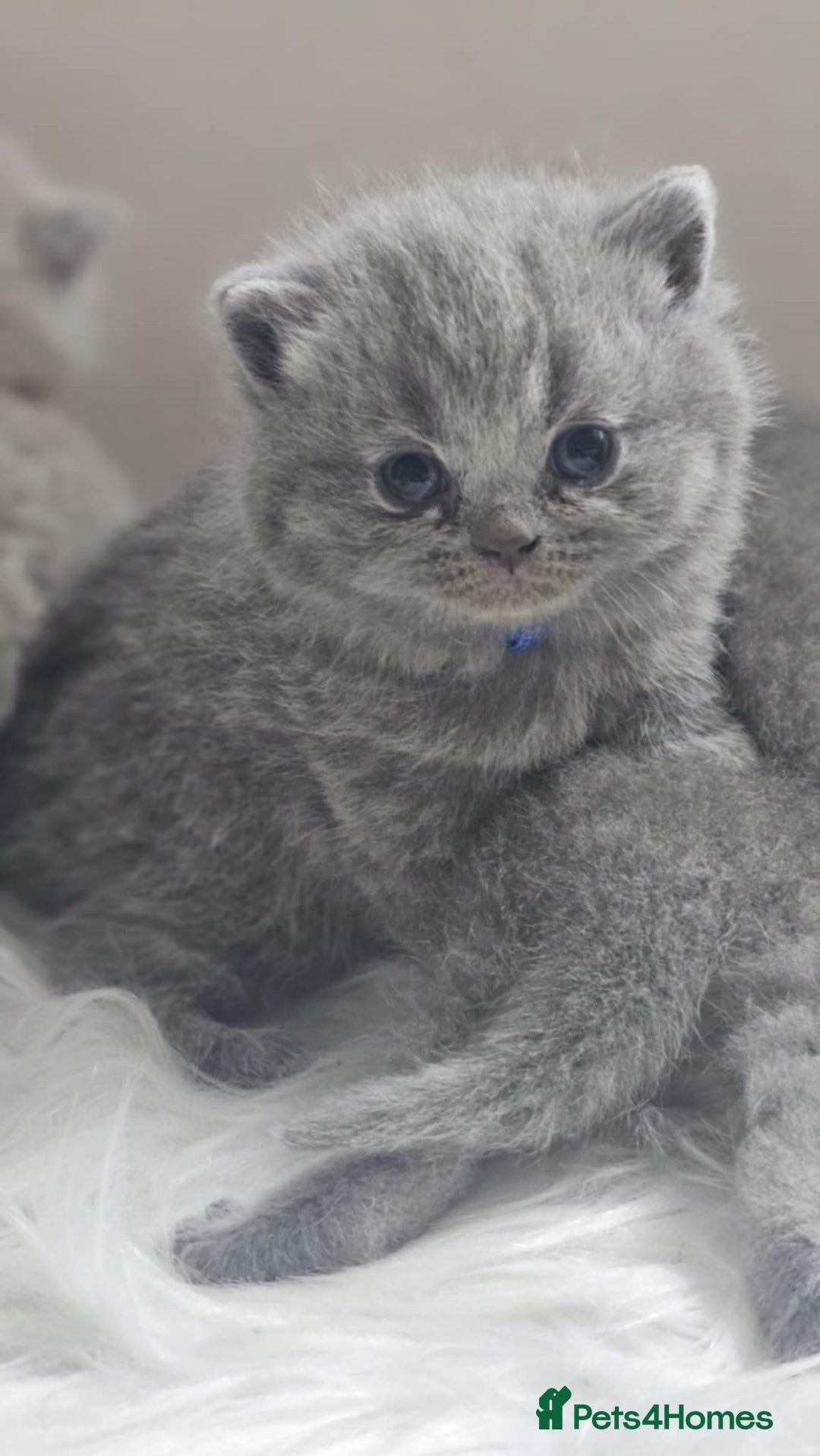 British Shorthair cats for sale: GCCF British Shorthair Kittens Champion - Image 3