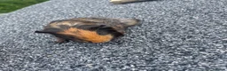 Guinea Pig rodents for sale: Beautiful guinea pigs  - Advert 6