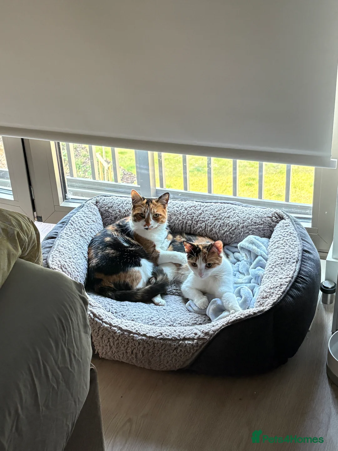 Mixed Breed cats for sale: Mochi Kimchi & Miso - Advert 30