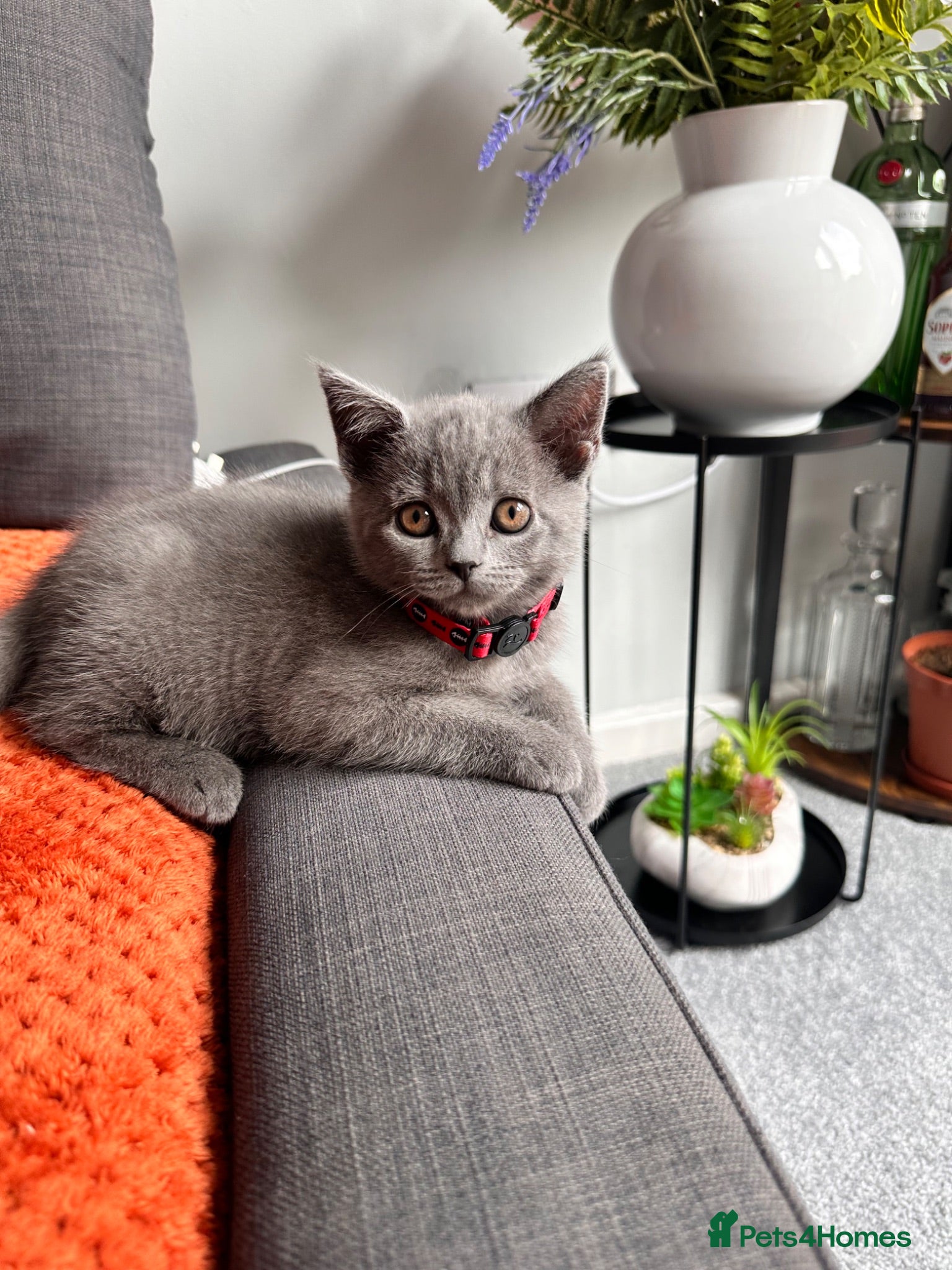 British Shorthair cats Adorable British Shorthair Boy - Advert 1