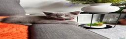 British Shorthair cats for sale: Adorable British Shorthair Boy - Advert 1