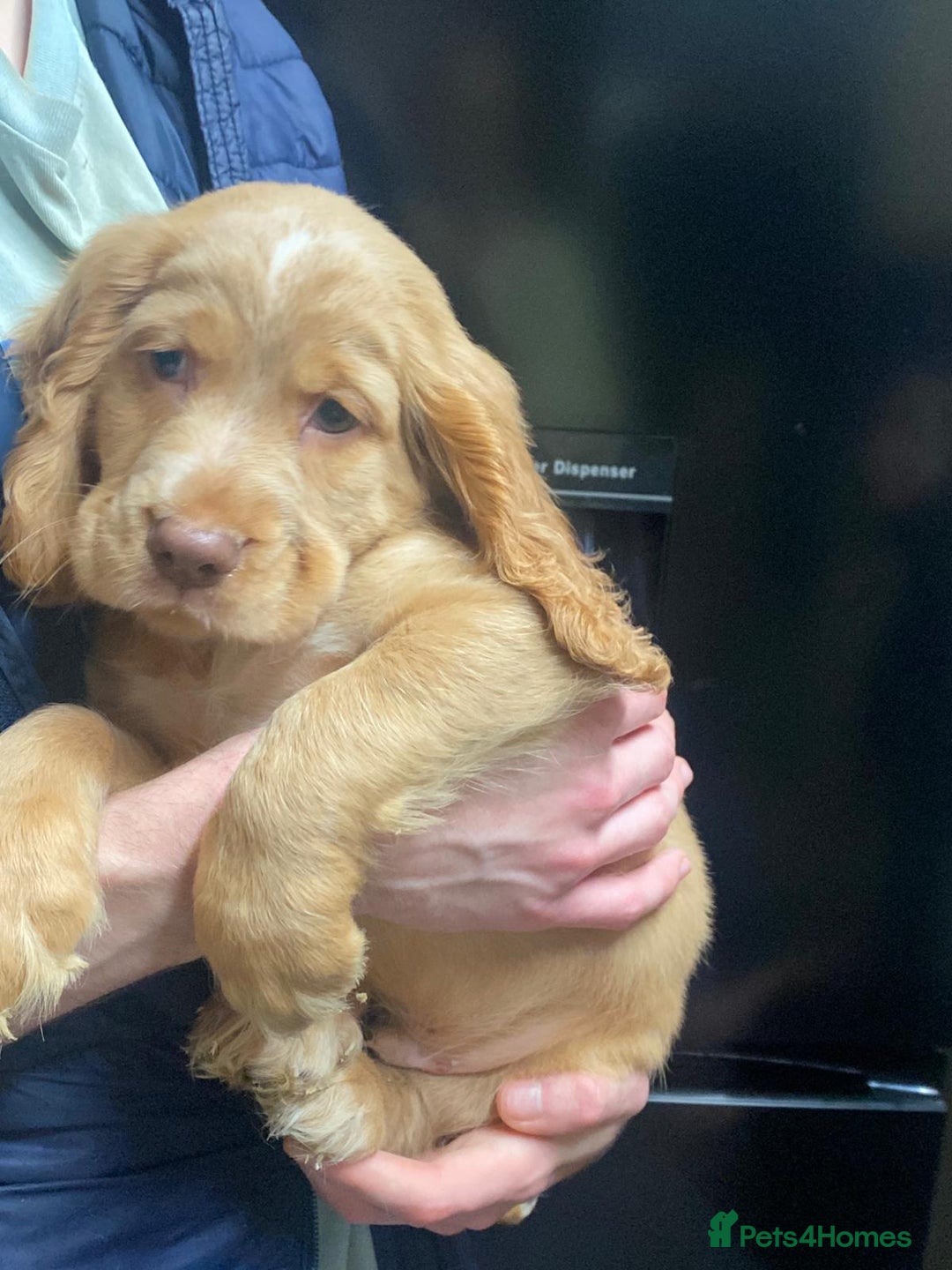 Cocker Spaniel dogs for sale: Stunning cocker spaniel puppies 2 boys left  - Advert 9