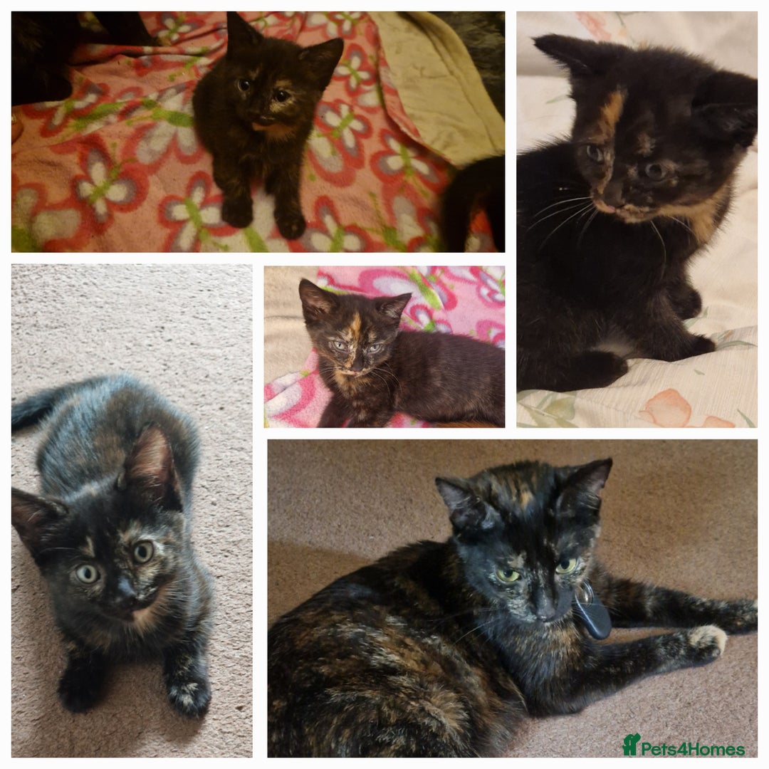 European cats for sale: Tortoiseshell kittens, and cat - Image 7