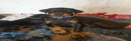 Dobermann dogs for sale: Ready to leave, 8 week old Pedigree Doberman Pup - Advert 24