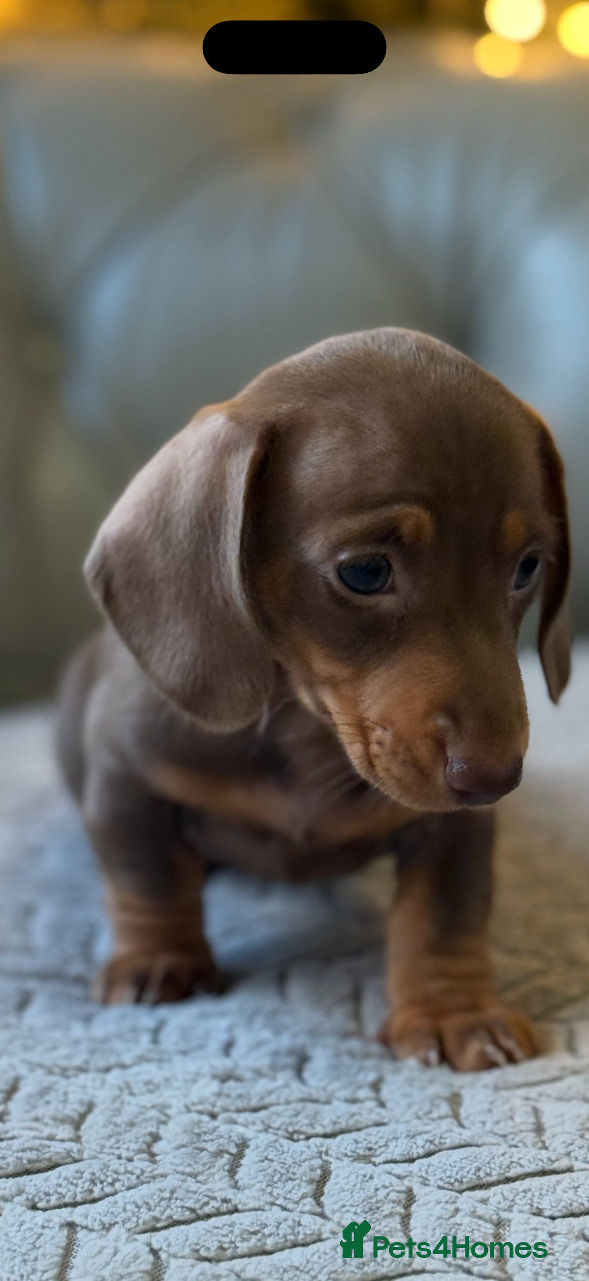 Miniature Dachshund dogs 🌸 READY NOW SHOW QUALITY FEMALES 🌸 - Advert 17