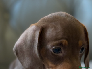 Miniature Dachshund dogs 🌸 READY NOW SHOW QUALITY FEMALES 🌸 - Advert 4