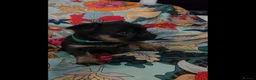 Griffon Bruxellois dogs for sale: Stunning Griffon Bruxellois puppies KC registered - Advert 16