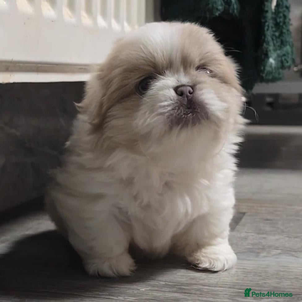 Pekingese dogs for sale: Lilac Fawn Parti Pekingese Puppy - Advert 1
